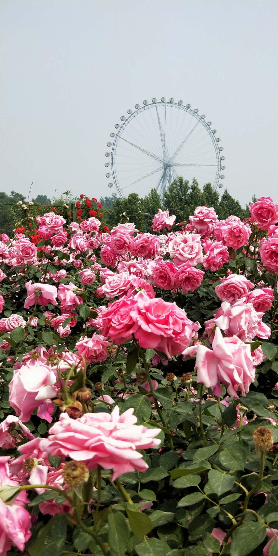 石家庄，闪耀华北的崛起明珠